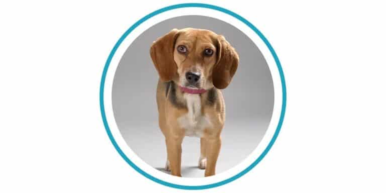 Chien Détecteur