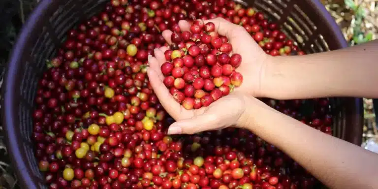 artisanat costa rica