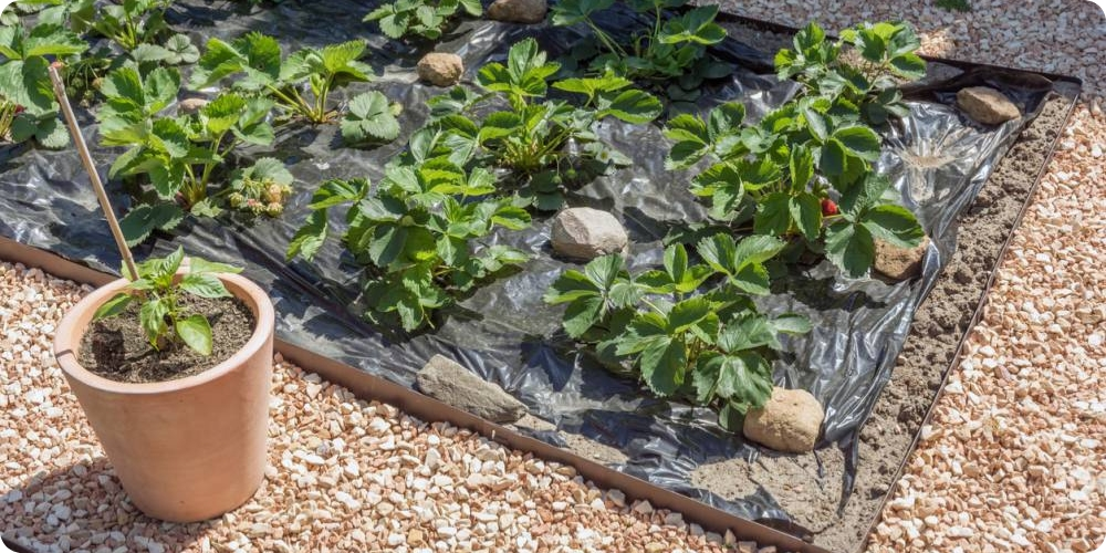 protection potager mauvaises herbes