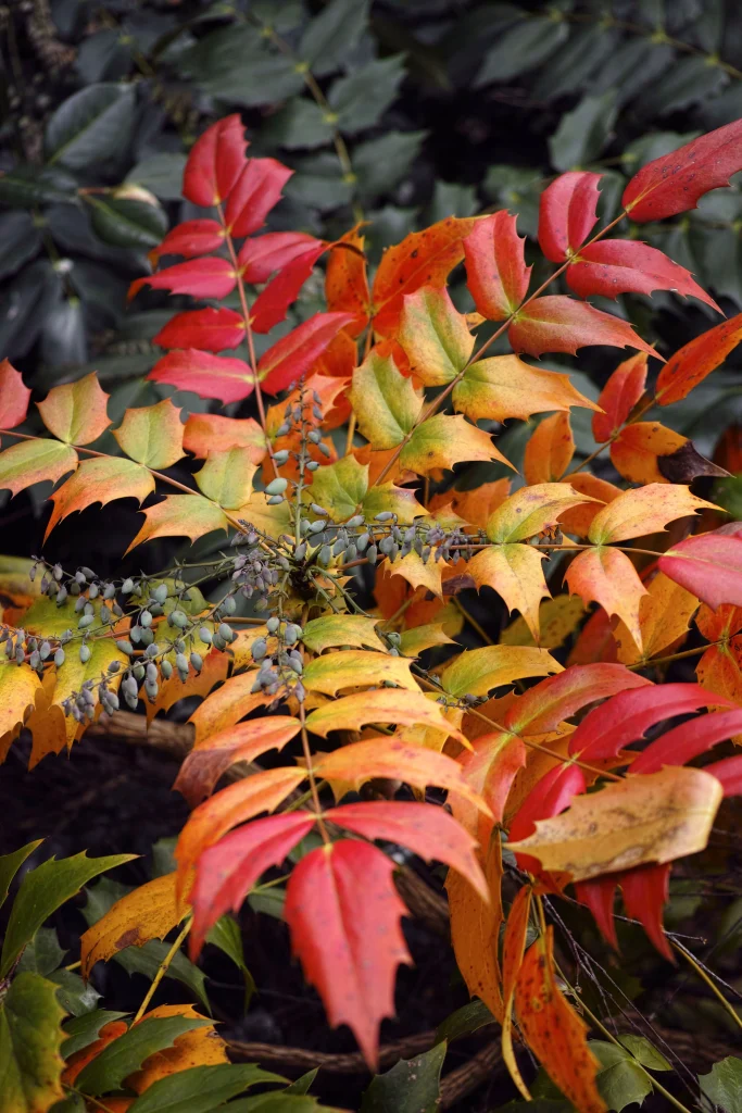 Mahonia coloré jaune et rouge