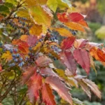 Mahonia