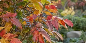 Mahonia